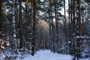 Бодрящая красота зимнего утра