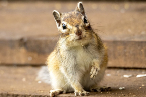 «Бурунбу-рю-бурун». Или в чем прикол бурундуков, что в феврале выходят из спячки