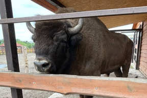 В Беловежской пуще пересчитали зубров. А это – их собратья в Минском зоопарке