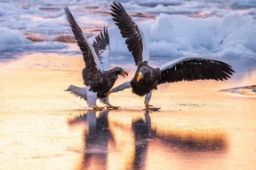 Копытько: «Одна из группировок в российской власти укусила весь путинский режим за колено»